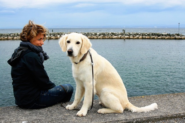 labrador